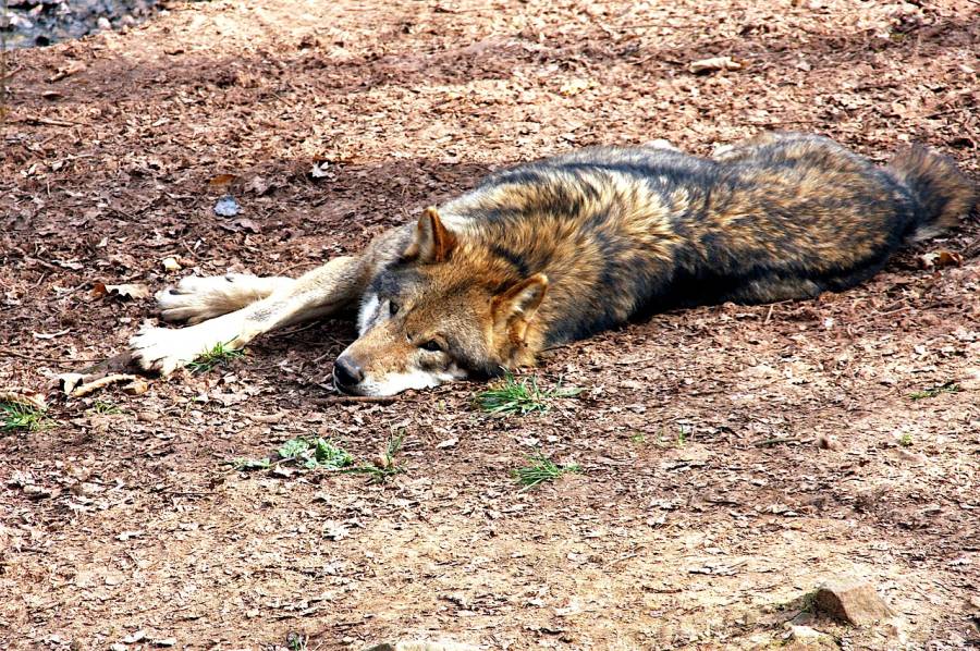 Ein liegender Wolf (Symbolbild: Peter)