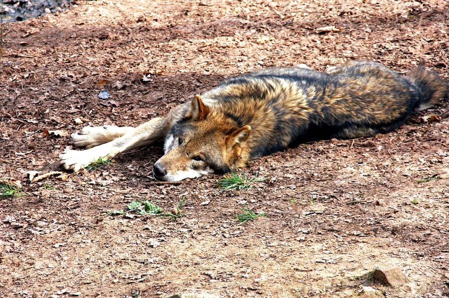 Ein liegender Wolf (Symbolbild: Peter)