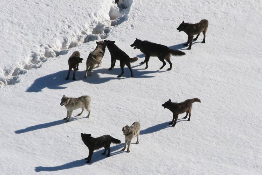 Ein Wolfsrudel im Schnee (Symbolbild: WikiImages)