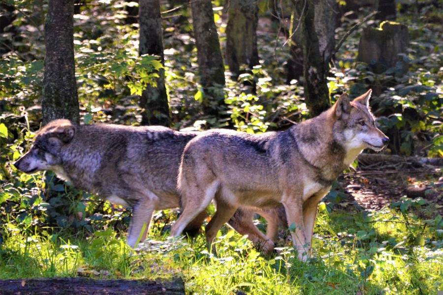 Zwei Wölfe im Wald. (Symbolbild: Olle August)