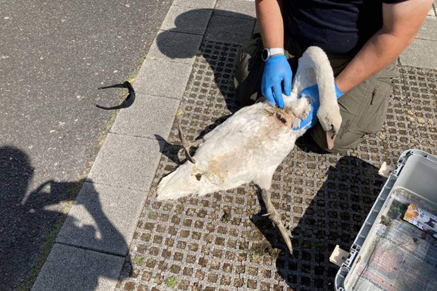 Die Tierrettung kümmert sich um den verletzten Jungschwan am Rhein. (Foto: Polizei) 
