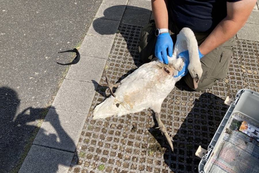 Schwer verletzter Schwan am Rhein