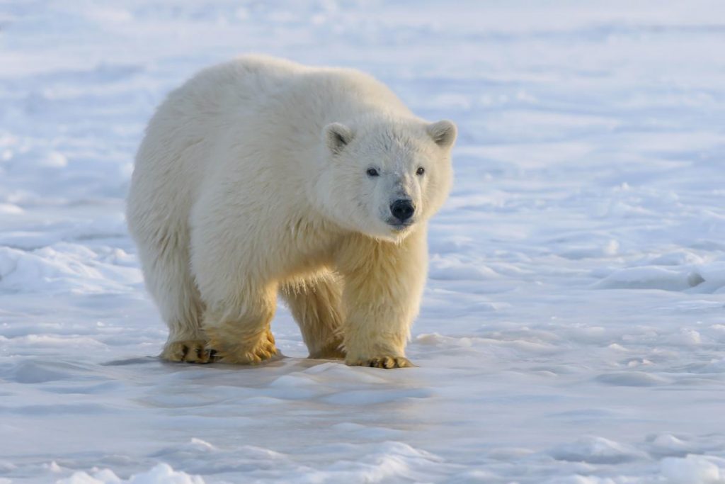 Ein Verbot der Eisbärenjagd verletzt die Rechte indigener Völker und erschwert deren Lebensweise. (Quelle: Mager/Unsplash/DJV)