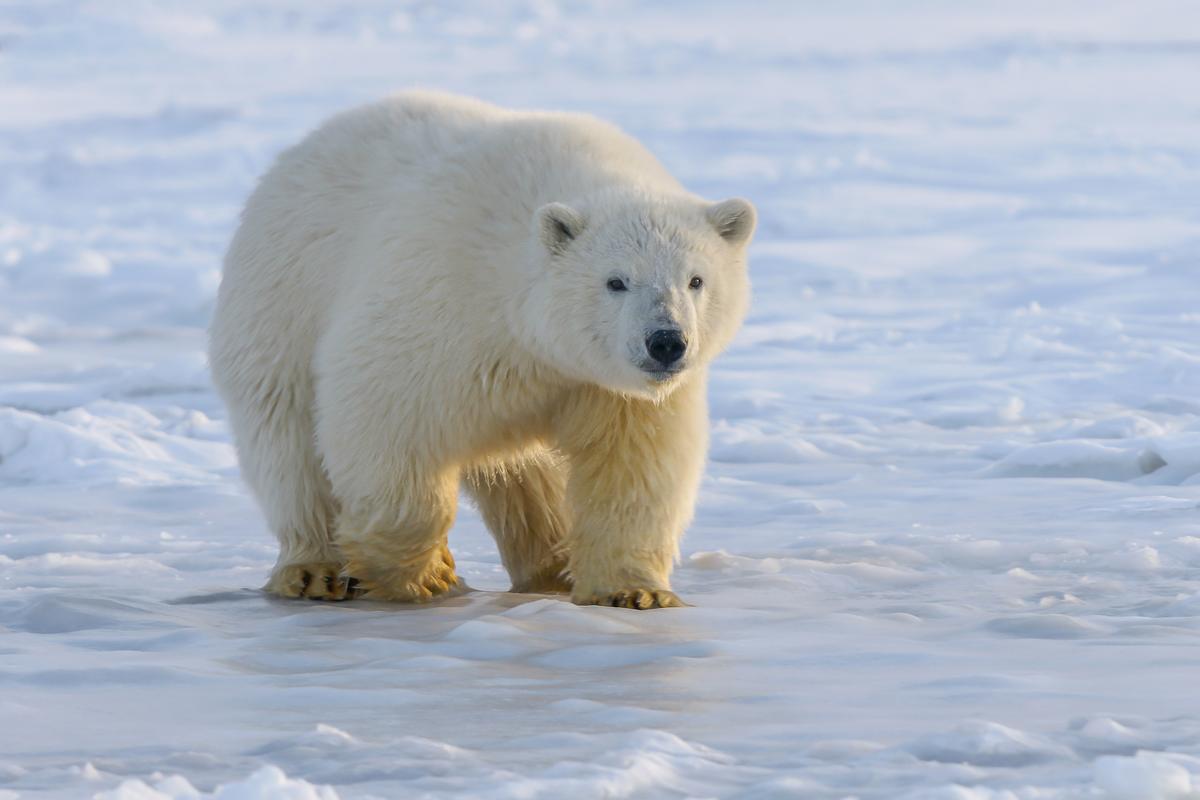 Ein Verbot der Eisbärenjagd verletzt die Rechte indigener Völker und erschwert deren Lebensweise. (Quelle: Mager/Unsplash/DJV)