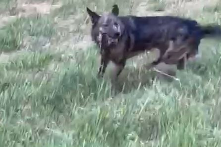 Bild 1 des gesuchten Hundes. (Foto: Polizei)