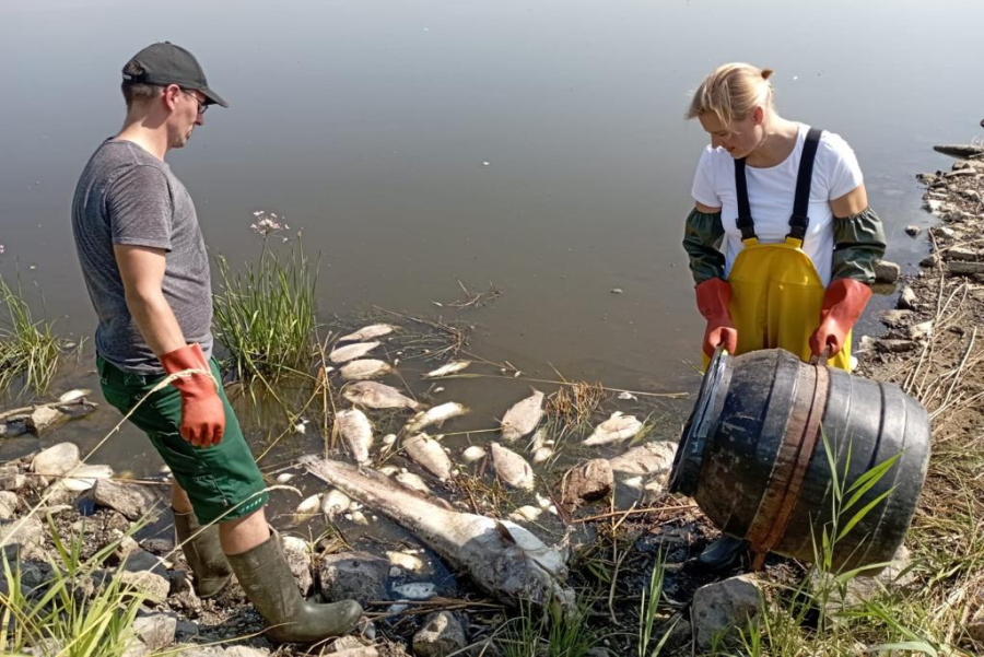Tausende tote Fische werden von Freiwilligen an der Oder gesammelt und entsorgt. Die Unterstützung vom zuständigen Landwirtschaftsministerium fehlt. Parallelen zur nahezu gescheiterten ASP-Bekämpfung sind unübersehbar. (Quelle: Buder/FNB)