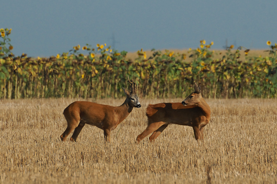 Lange Hitzeperioden und nicht endende Trockenphasen prägen das Wetter der vergangenen Wochen. Auch die Tierwelt leidet darunter. LJVB appelliert an Hundebesitzer, ihre Vierbeiner an der Leine zu führen. (Quelle: Canva/LJVB)