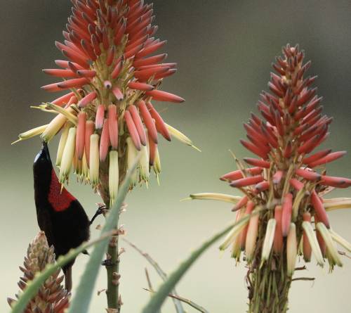 Die Wissenschaftler rechnen in allen Gebieten der Welt mit Umstrukturierungen der Artengemeinschaften – mit Auswirkungen auf die Ökosystemfunktionen, die Vögel erfüllen, wie z.B. die Bestäubung von Pflanzen. (Foto: Stephen Willis / Senckenberg)