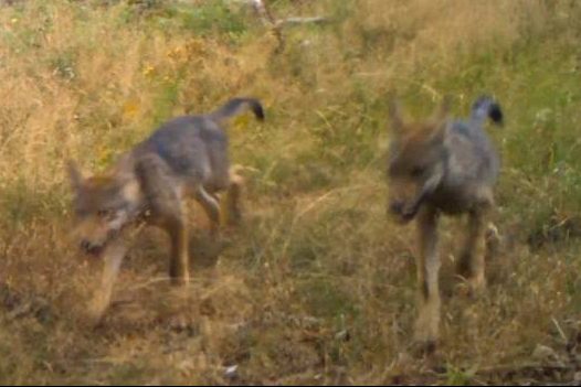 Videonachweise in Waldkappel (Werra-Meißner-Kreis): Zwei der auf dem Video zu sehenden Wolfswelpen (Quelle: Screenshot/HLNUG)
