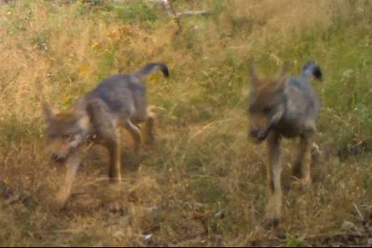 Wolfsnachwuchs im Stölzinger Gebirge