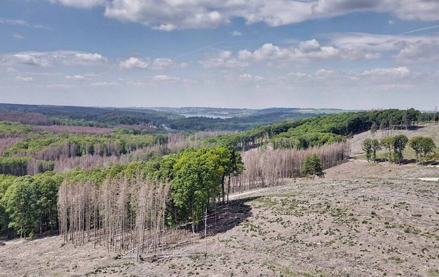 Seit 2018 sind in NRW durch Sturm, Dürre und Borkenkäfer viele Bilder zerstörter Waldflächen entstanden. (Quelle: Christoph Hentschel, Wald und Holz NRW)