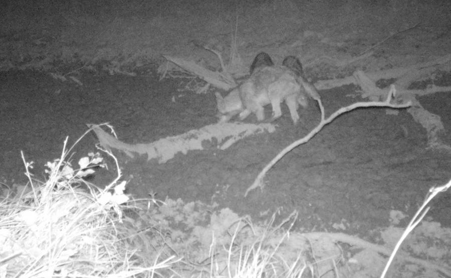 Fotofallenaufnahme: Wolfnachwuchs im Revier Ohrdruf (Foto: TMUEN)