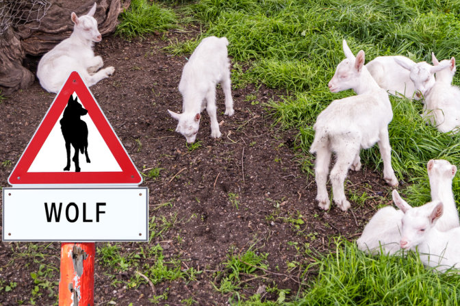 Mehrere vermeintliche Wolfsrisse in Baden-Württemberg