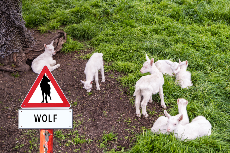 Schild „Achtung Wolf“ und mehrere Zicklein auf einer Weide. (Symbolbild: iStock/Animaflora)