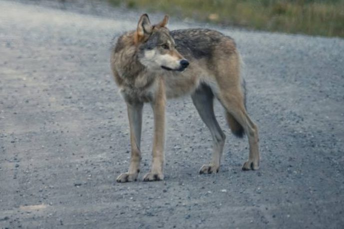 Wolf auf der A11 bei Penkun getötet