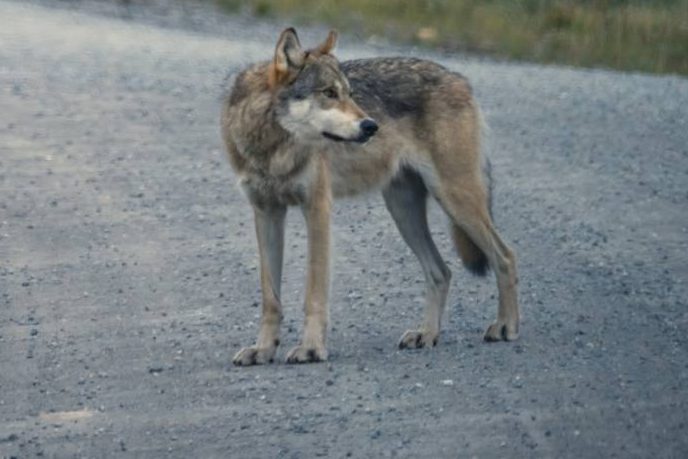 Ein Wolf auf einer Straße. (Symbolbild: iStock/Big5 Studio)