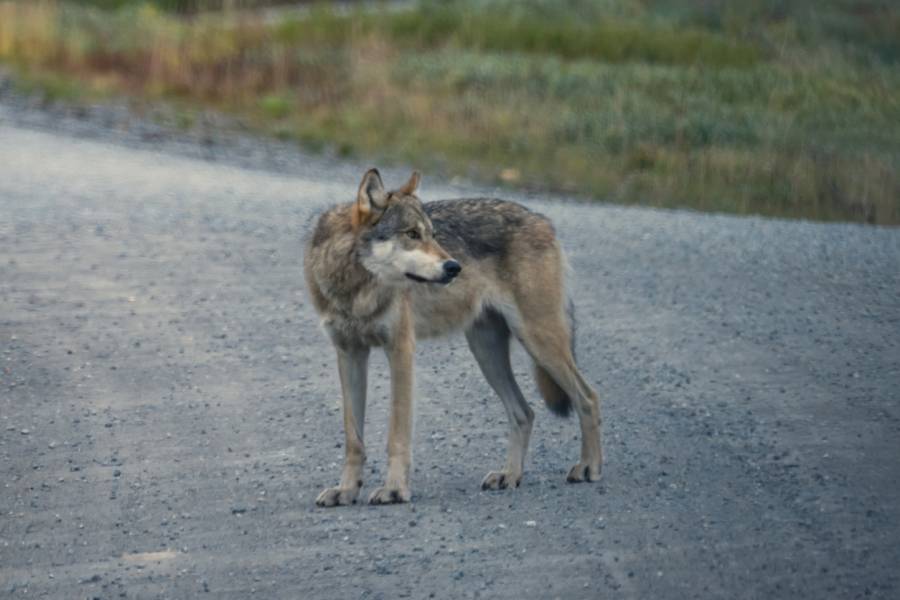 Ein Wolf auf einer Straße. (Symbolbild: iStock/Big5 Studio)