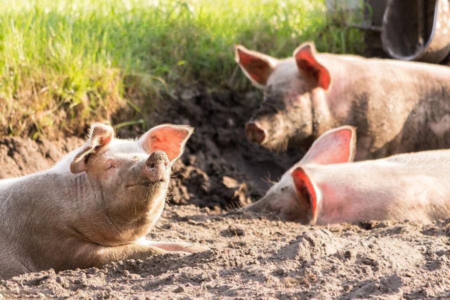 Drei Schweine in Freilandhaltung. (Symbolbild: Michael Strobel)