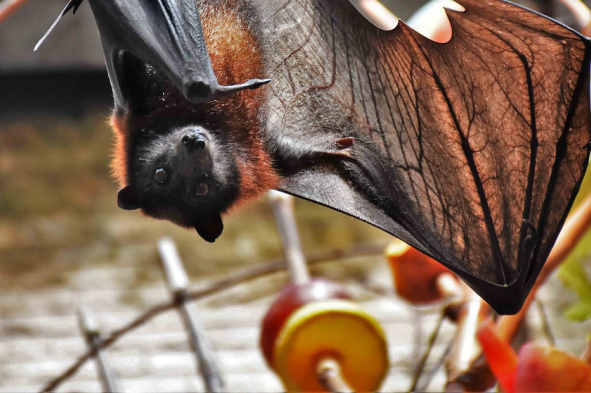 Worin unterscheidet sich eine Stadtfledermaus von einer Landfledermaus?