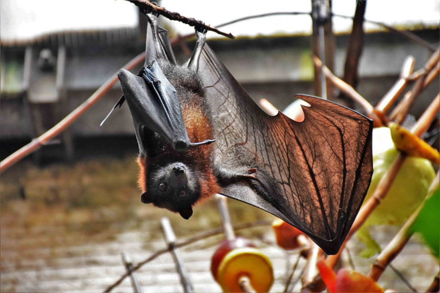 Eine kopfüber hängende Fledermaus. (Symbolbild: Tanja Marx)