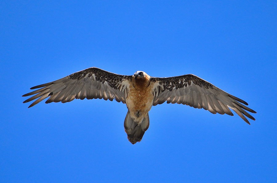 Bartgeier im Flug. (Symbolbild: Dani Egli)