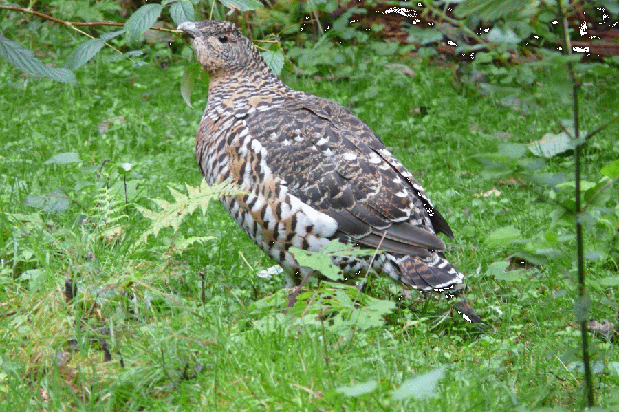Aktionsplan Auerhuhn