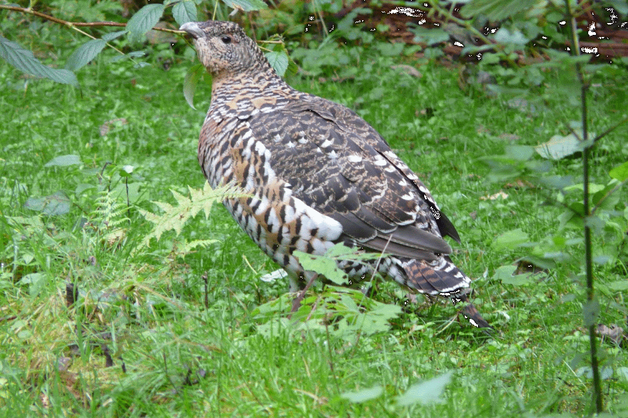 Ein Auerhuhn (Symbolbild: Hans)