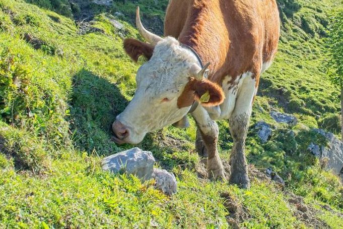 „Der Wolf gehört nicht hierher“
