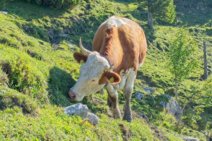 Kuh auf einer Alm. (Symbolbild: Manfred Antranias Zimmer)