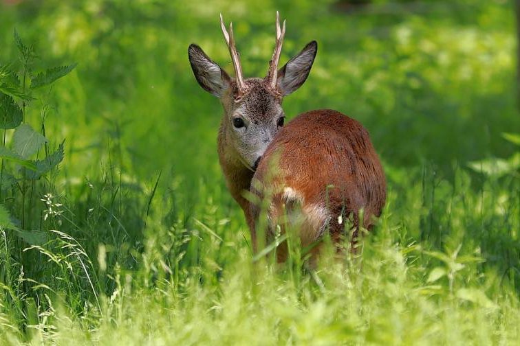 Jagdwilderei im Wendland