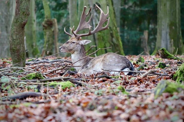 Wild- und Rinderseuche in MV