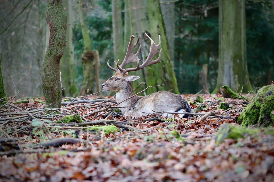 Als mögliche Übertragungsquelle gelten symptomlos infizierte oder kranke Wildtiere, die den Erreger bei Stress, wie z.B. Hitze, ausscheiden.