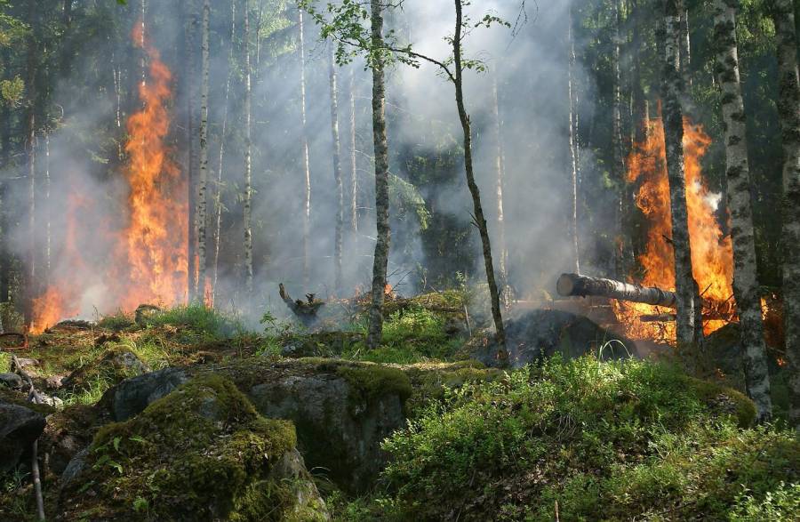 Waldbrand (Symbolbild: Ylvers) 