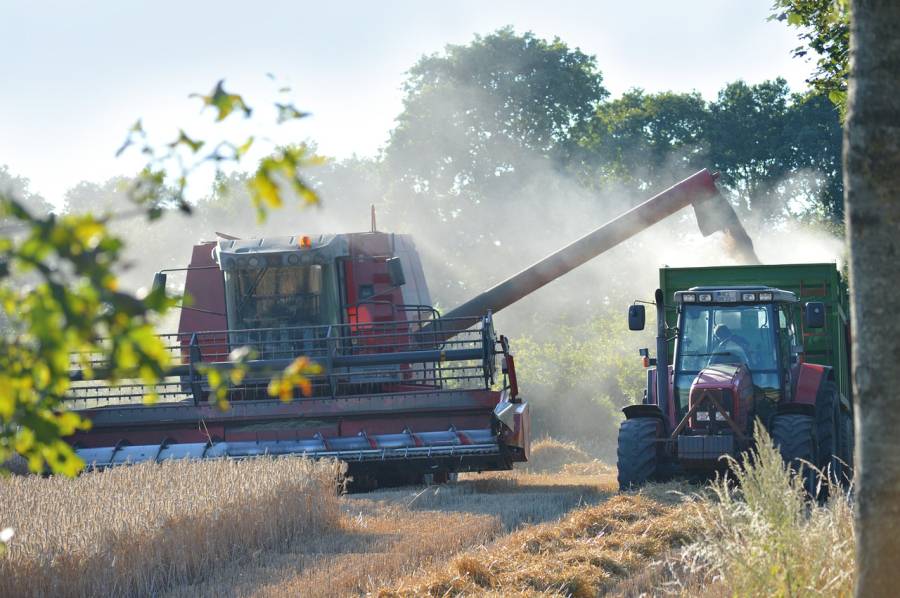 Mähdrescher entleert während der Ernte Getreide in den Anhänger eines Traktors. (Symbolbild: Frauke Riether)