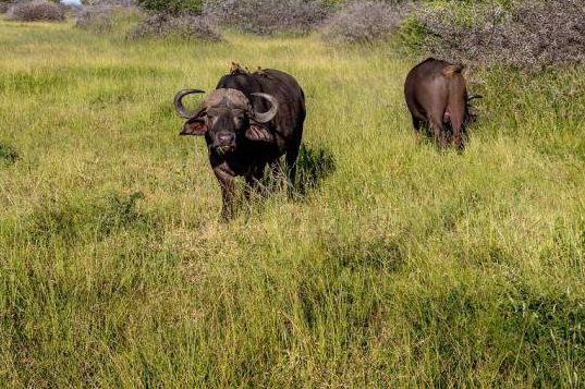 Zwei Kaffernbüffel in Afrika. (Symbolbild: Ivan Horvat)