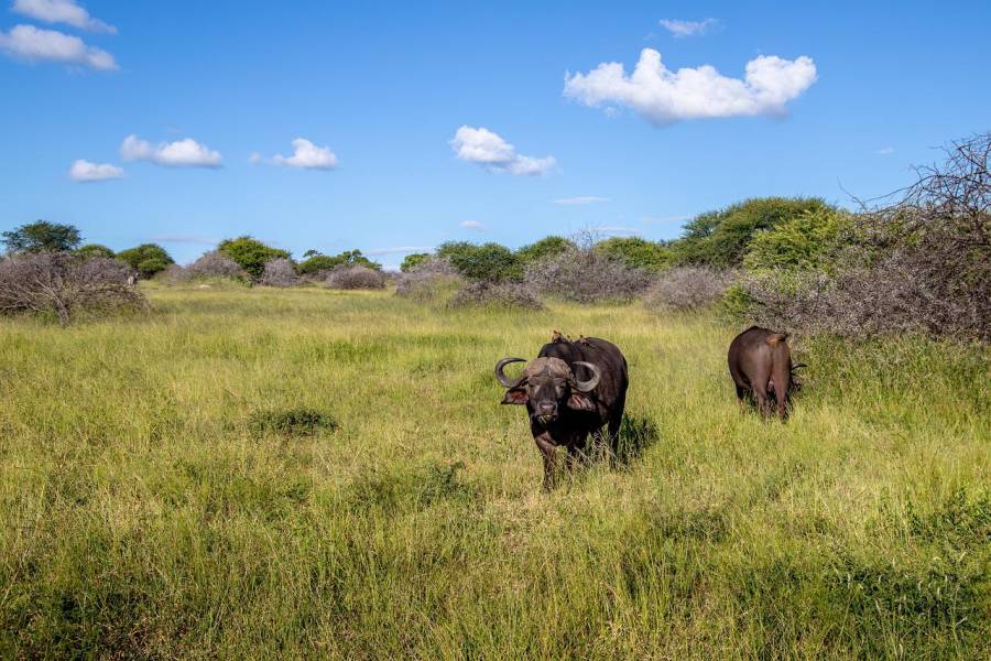 Zwei Kaffernbüffel in Afrika. (Symbolbild: Ivan Horvat)