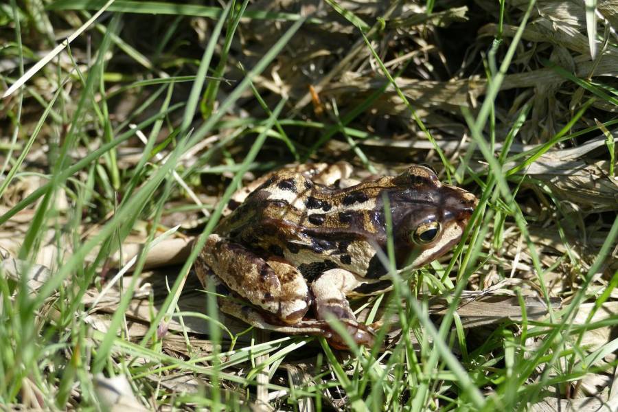 Ein Moorfrosch. (Beispielbild: Stefan Zier)