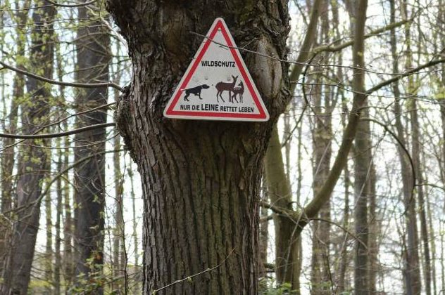 Mehrere Rehe bei Oberzent von Hunden gerissen