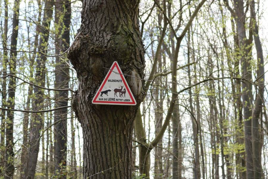 Warnschild mit der Aufschrift „Wildschutz – Nur die Leine rettet Leben“ an einem Baum. (Symbolbild: Christian Storb)