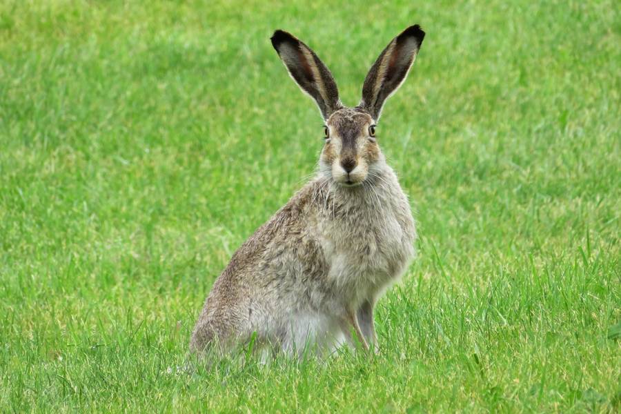 Hasenpest in Sachsen-Anhalt