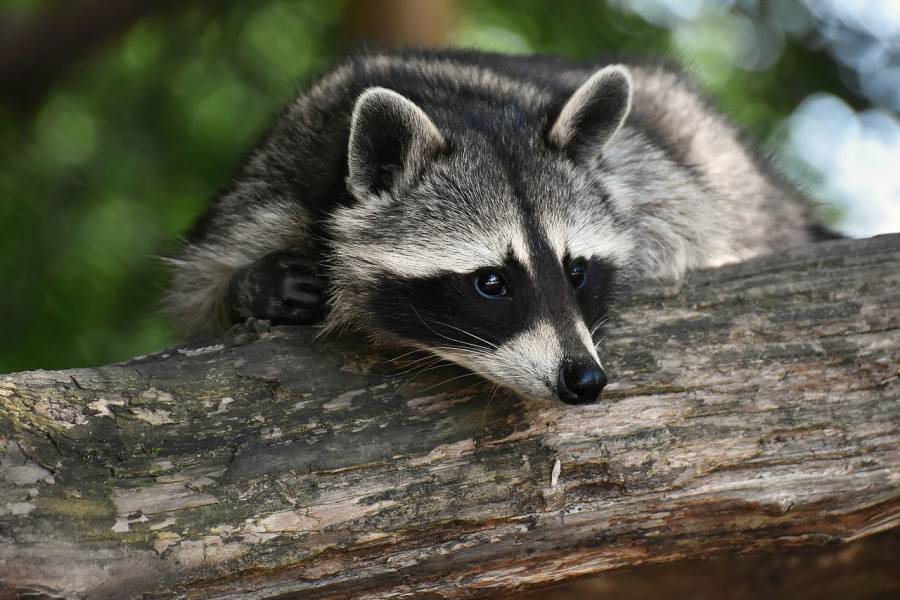 Die Strecke der jagdbaren, invasiven Arten, wie hier bspw. Des Waschbären, lag 2021/2022 über dem Durchschnitt der letzten fünf Jahre. (Symbolbild: Alexas_Fotos)