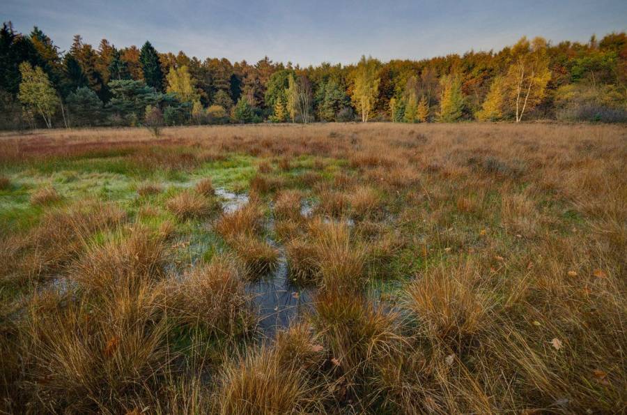 Feuchtgebiet mit Wald im Hintergrund. (Symbolbild: Skitterohoto)