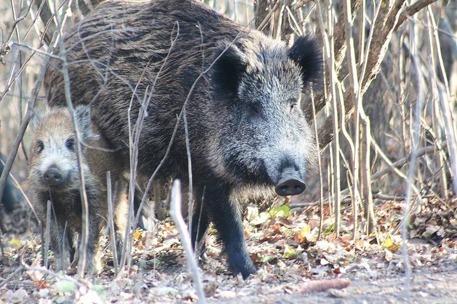 Ministerin Gorißen: Weiterhin wachsam und vorsorgend sein, um die Ausbreitung der Tierseuche in Nordrhein-Westfalen zu verhindern. (Symbolbild Bache mit Frischling: Sorin Tincu)