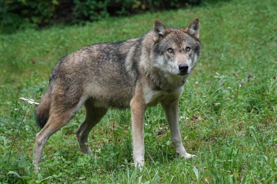 Wolfsrüde GW2252m aus dem Rudel „Glücksburger Heide“ (Sachsen-Anhalt) in Lichtenau nachgewiesen.