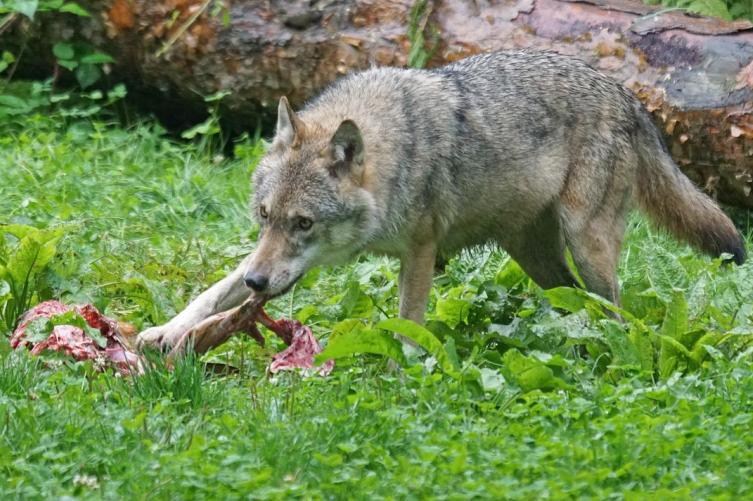 Glarner Wildhut erlegt Wolf