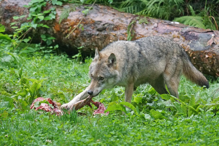 Wolf am Riss. (Symbolbild: Marcel Langthim)