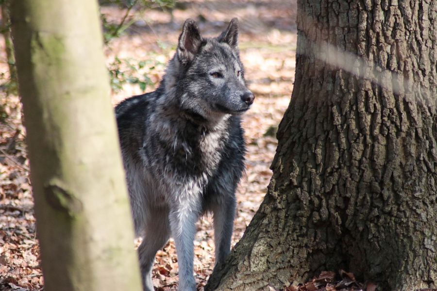 Wolf-Hund-Hybrid (Symbolbild: Jeannette1980)