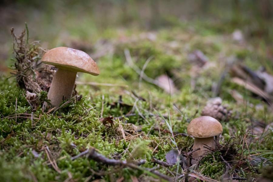 Bei Sammlern besonders beliebt: der Steinpilz. (Quelle: Grimm/DJV)