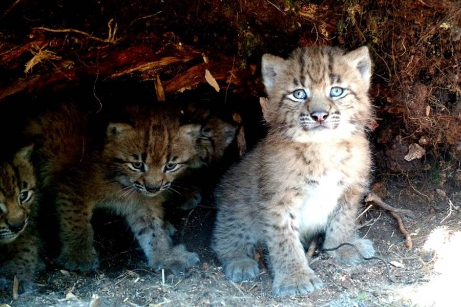 Jäger aus dem Bayerischen Wald setzen sich dafür ein, dass verwaist aufgefundene Jungluchse artgerecht in Wildtieraufzuchtstationen aufgezogen werden. (Foto: BJV/Daniela Nagl)