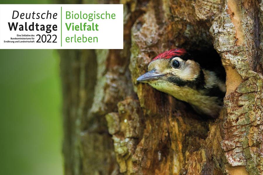Am dritten Septemberwochenende 2022 heißt es wieder: Willkommen bei den Deutschen Waldtagen! Unter dem Motto ,,Biologische Vielfalt erleben!" finden bundesweit zahlreiche Veranstaltungen statt, zu denen alle Bürgerinnen und Bürger in die deutschen Wälder eingeladen sind. (Quelle: Deutsche Waldtage)